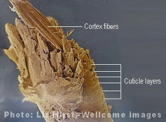 Hair cortex and cuticle