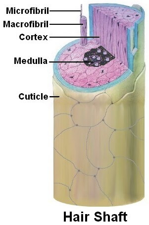 Hair  Shaft Follicle Structure Hair Bulb  Root  Function