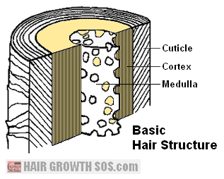 Basic hair structure diagram