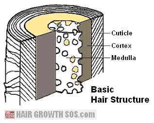 Basic Hair Structure: Diagrams and Simple Explanation